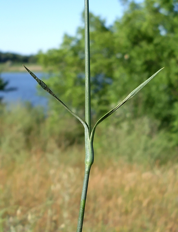 Image of Dianthus polymorphus specimen.