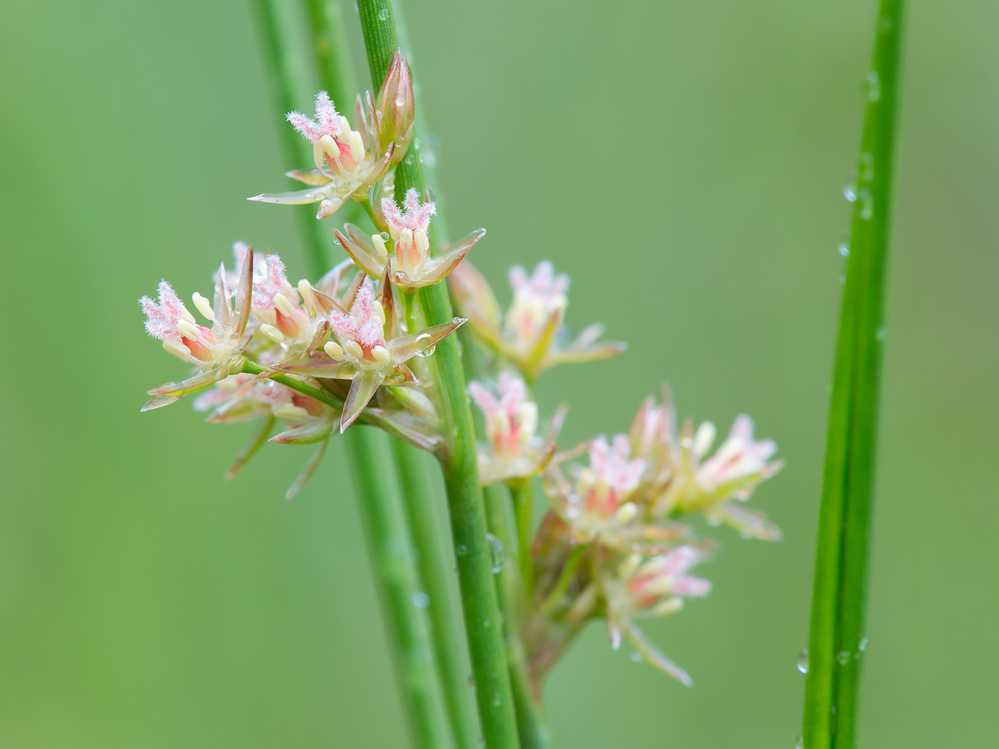 Изображение особи Juncus filiformis.