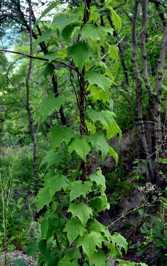 Image of Dioscorea nipponica specimen.