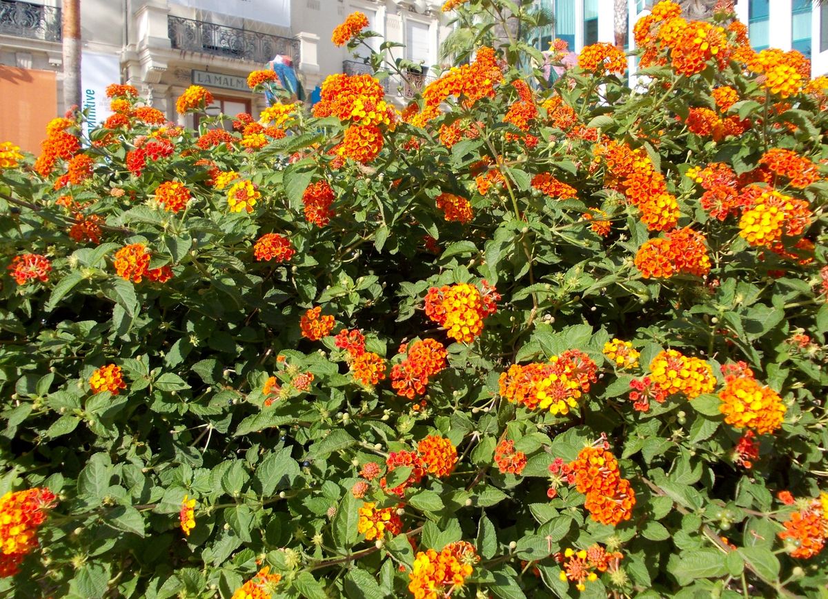 Изображение особи Lantana camara.