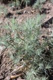 Ceratocarpus arenarius