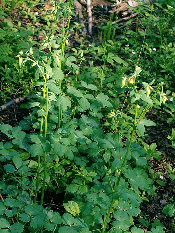 Изображение особи Aquilegia vulgaris.