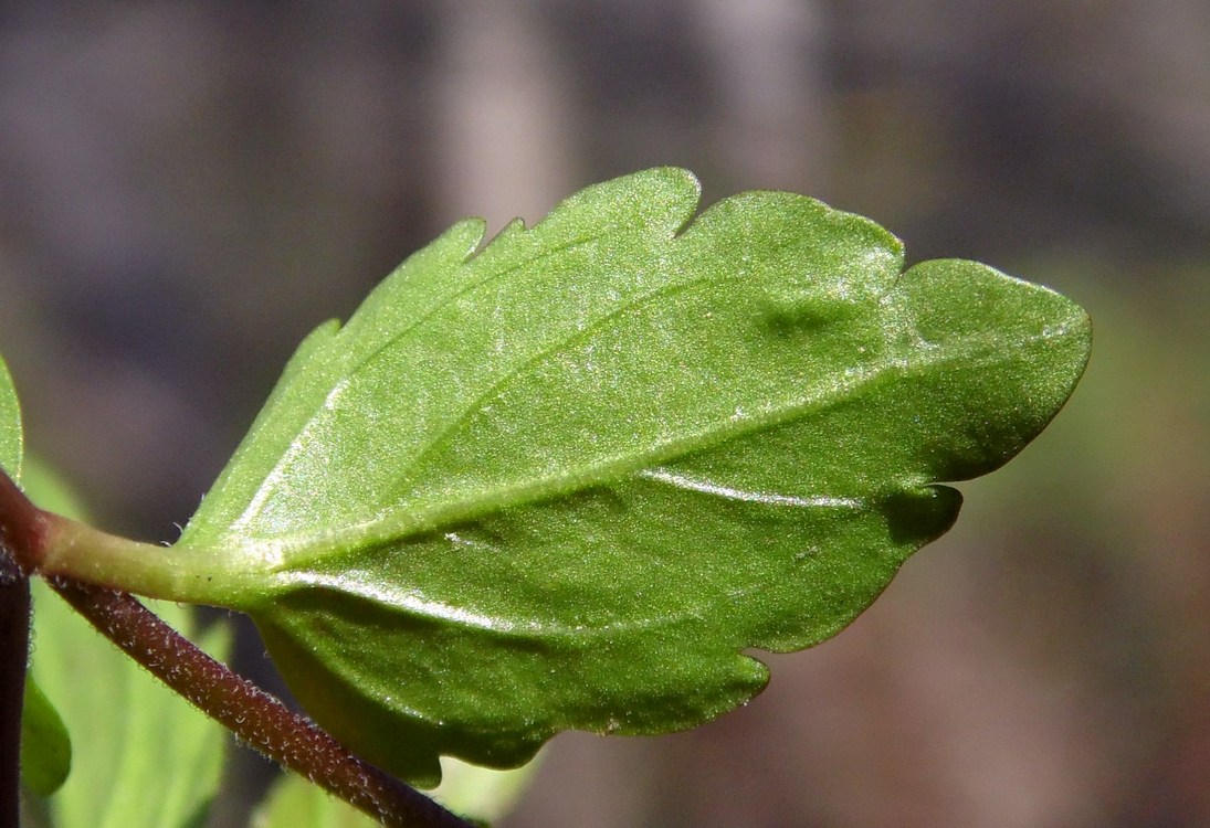 Image of Veronica umbrosa specimen.
