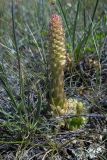 Orostachys spinosa. Расцветающее растение. Иркутская обл., о. Ольхон, лесостепь в р-не пос. Узуры. 26.07.2007.