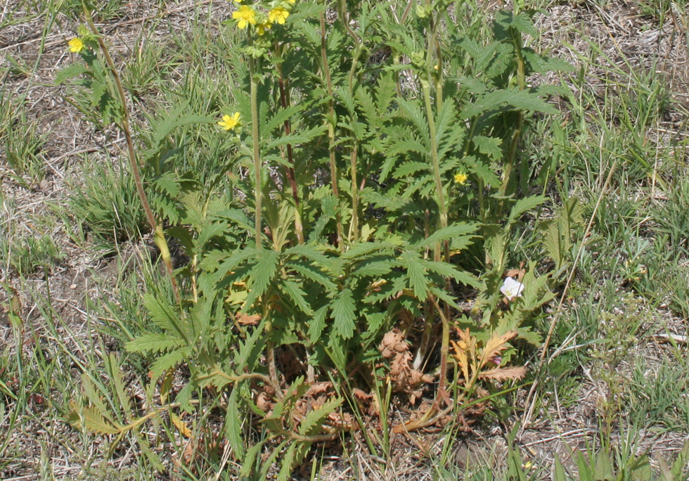 Image of Potentilla tanacetifolia specimen.