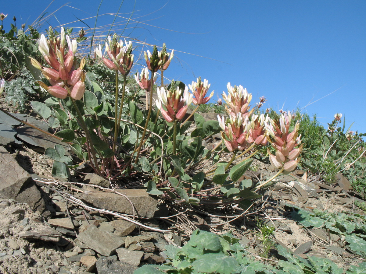 Image of Astragalus megalomerus specimen.