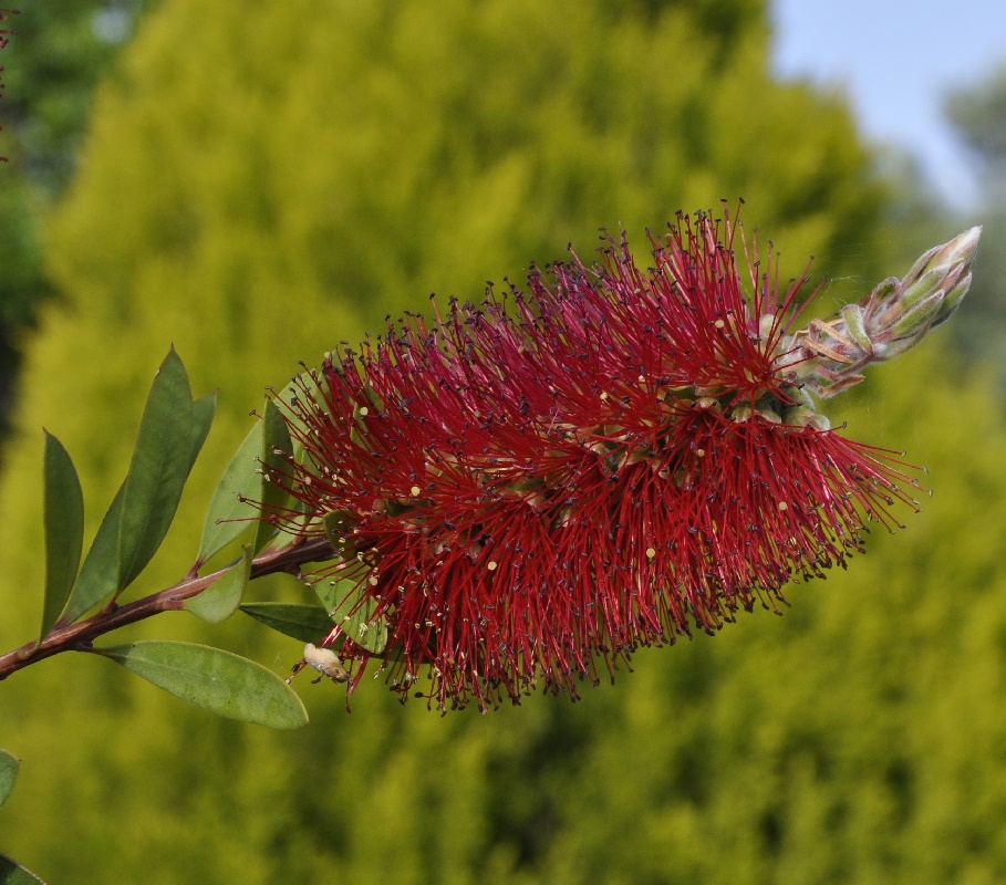 Изображение особи род Callistemon.