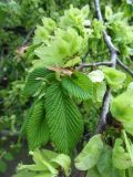 Ulmus glabra. Веточка с листьями и плодами ('Camperdownii'). Беларусь, г. Минск, парк Горького, в культуре. 07.05.2016.