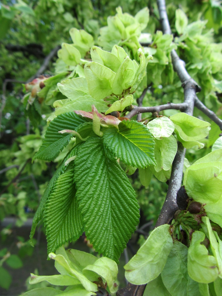 Изображение особи Ulmus glabra.