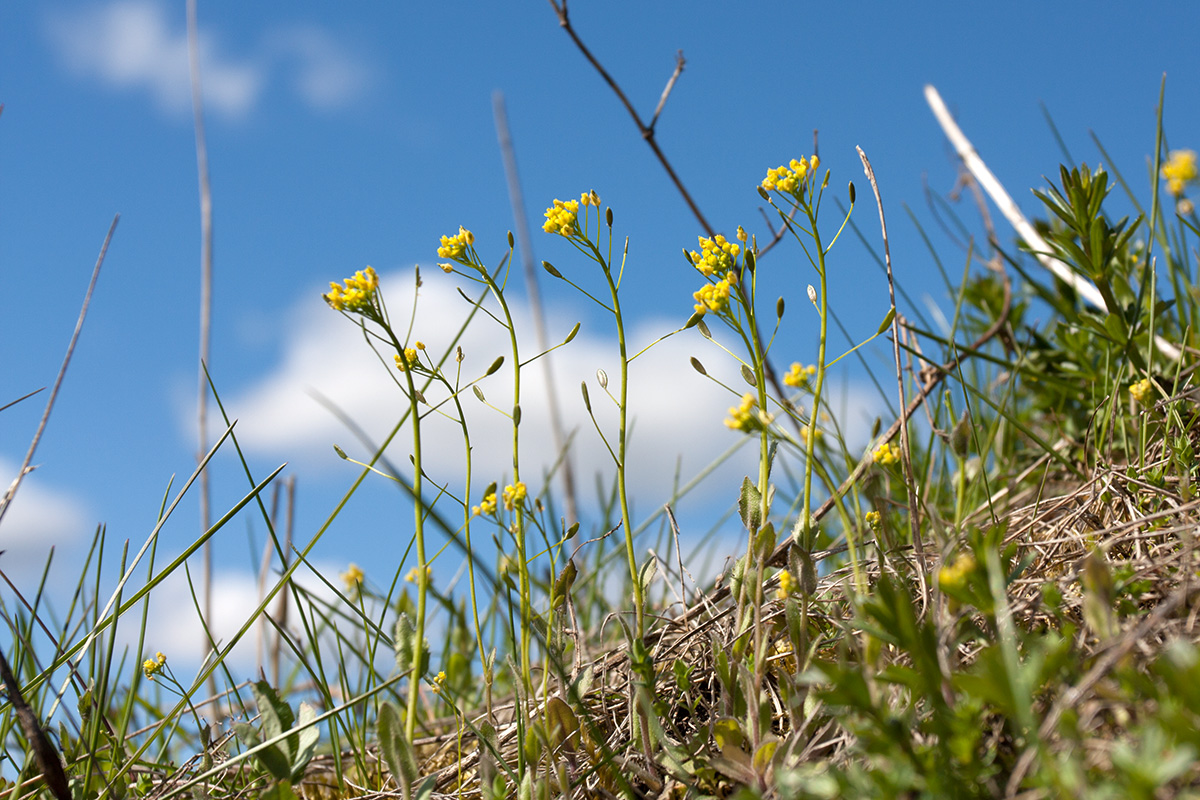 Image of Draba nemorosa specimen.