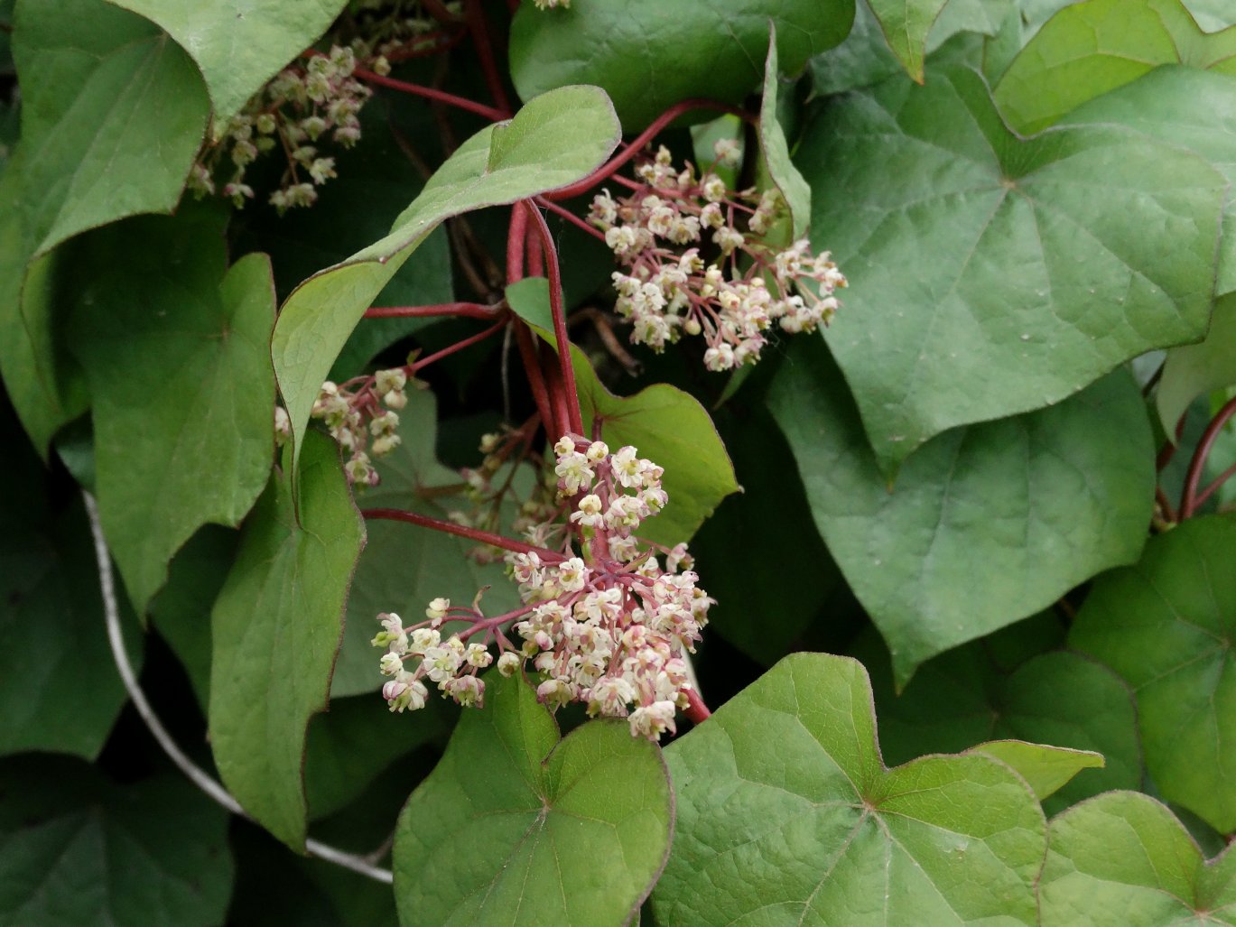 Image of Menispermum dauricum specimen.