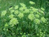 Heracleum sibiricum