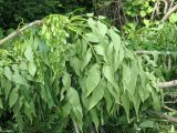 Смотреть изображение Fraxinus mandshurica