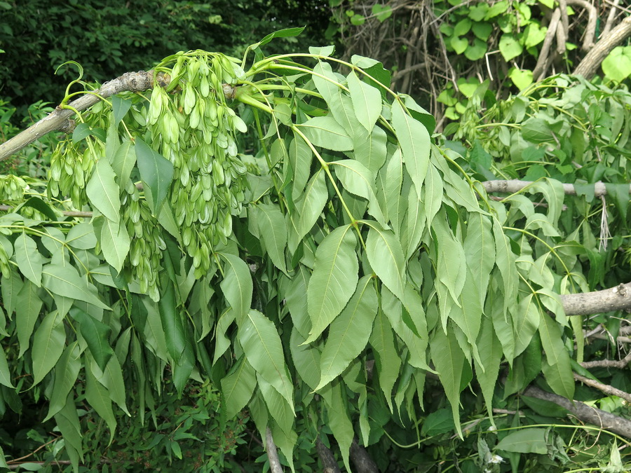 Image of Fraxinus mandshurica specimen.