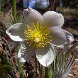 Pulsatilla uralensis