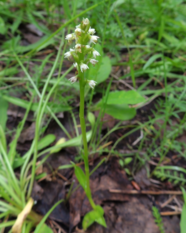 Изображение особи Pseudorchis albida.