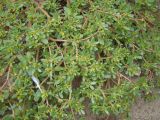 Portulaca oleracea