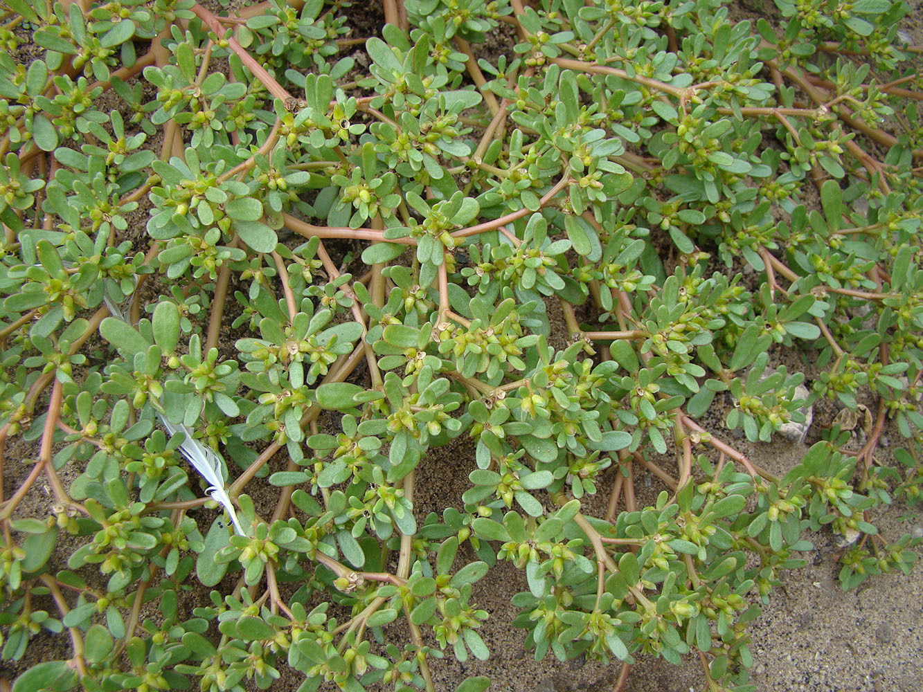 Image of Portulaca oleracea specimen.