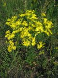 Senecio jacobaea