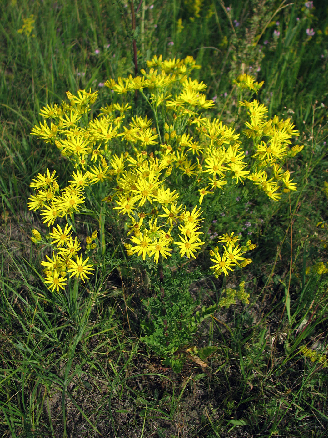 Image of Senecio jacobaea specimen.
