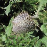 Cirsium buschianum. Нераспустившееся соцветие. Кабардино-Балкария, Эльбрусский р-н, окр. с. Эльбрус, склон горы. 13.07.2016.