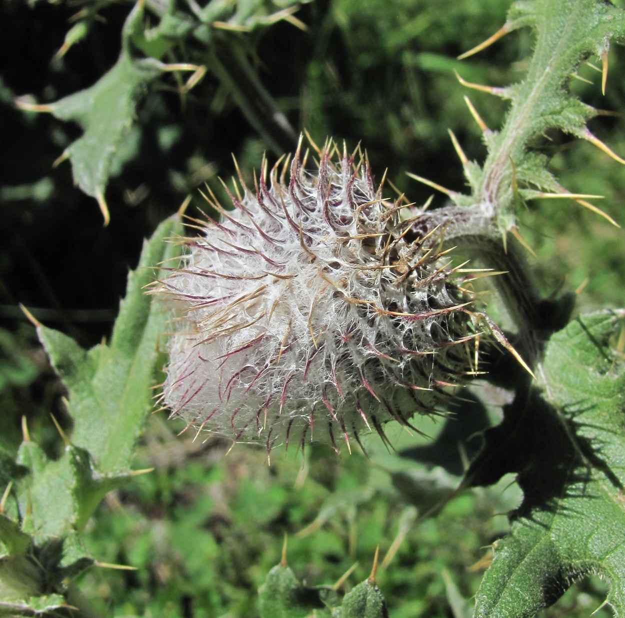 Изображение особи Cirsium buschianum.