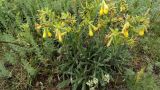 Onosma taurica