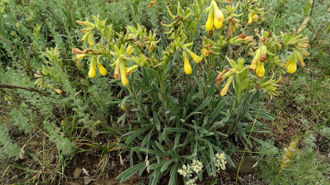 Image of Onosma taurica specimen.