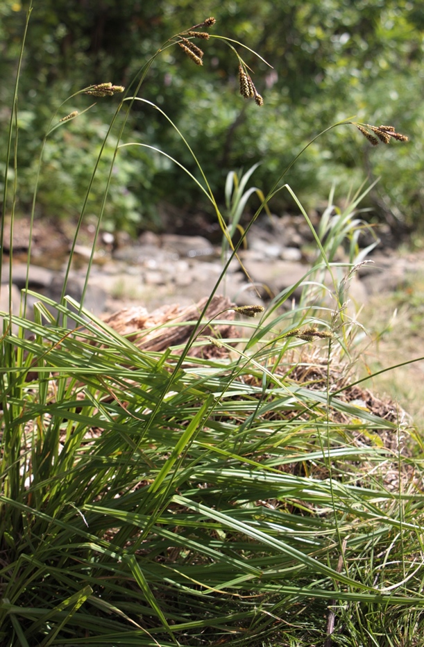 Image of Carex caucasica specimen.