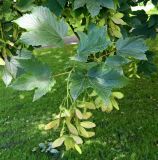Acer pseudoplatanus. Верхушка ветви с соплодиями. Нидерланды, г. Маастрихт, озеленение. Июль.