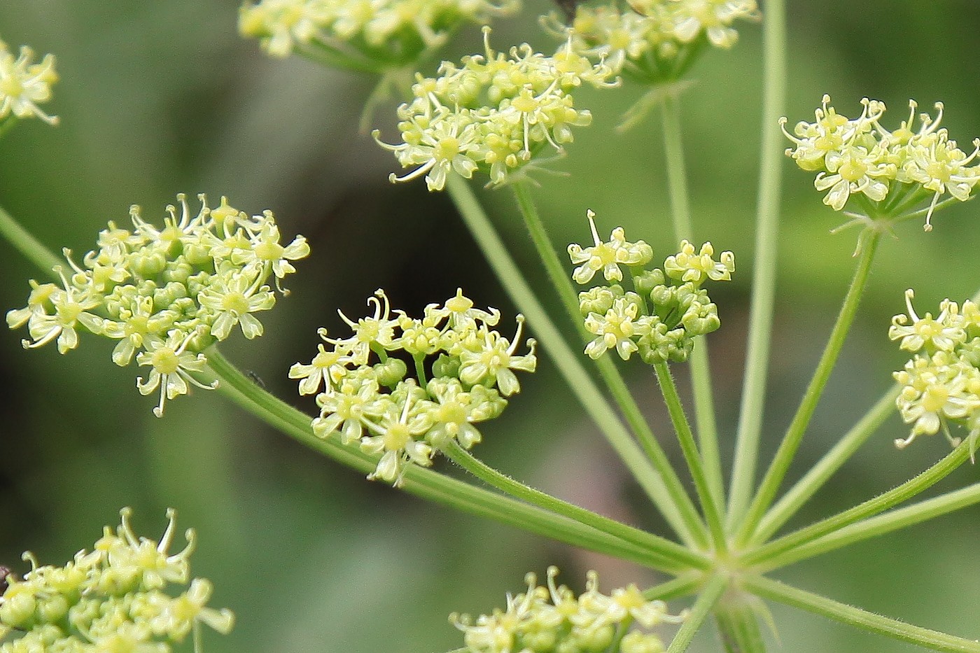 Изображение особи Heracleum sibiricum.