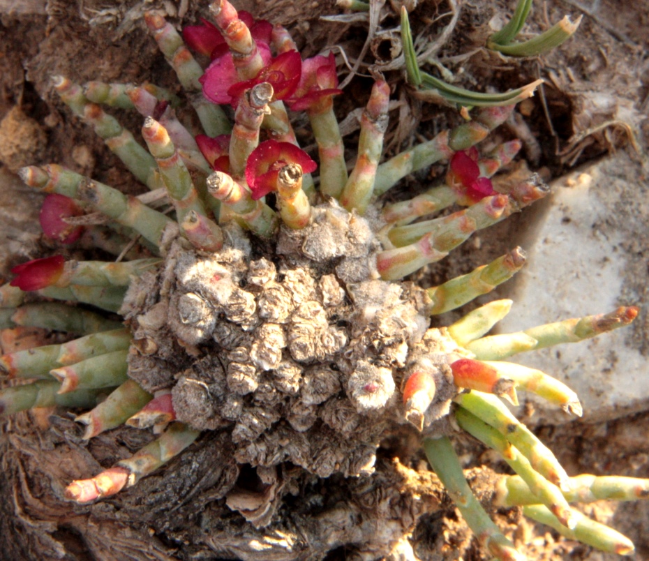 Изображение особи Anabasis cretacea.