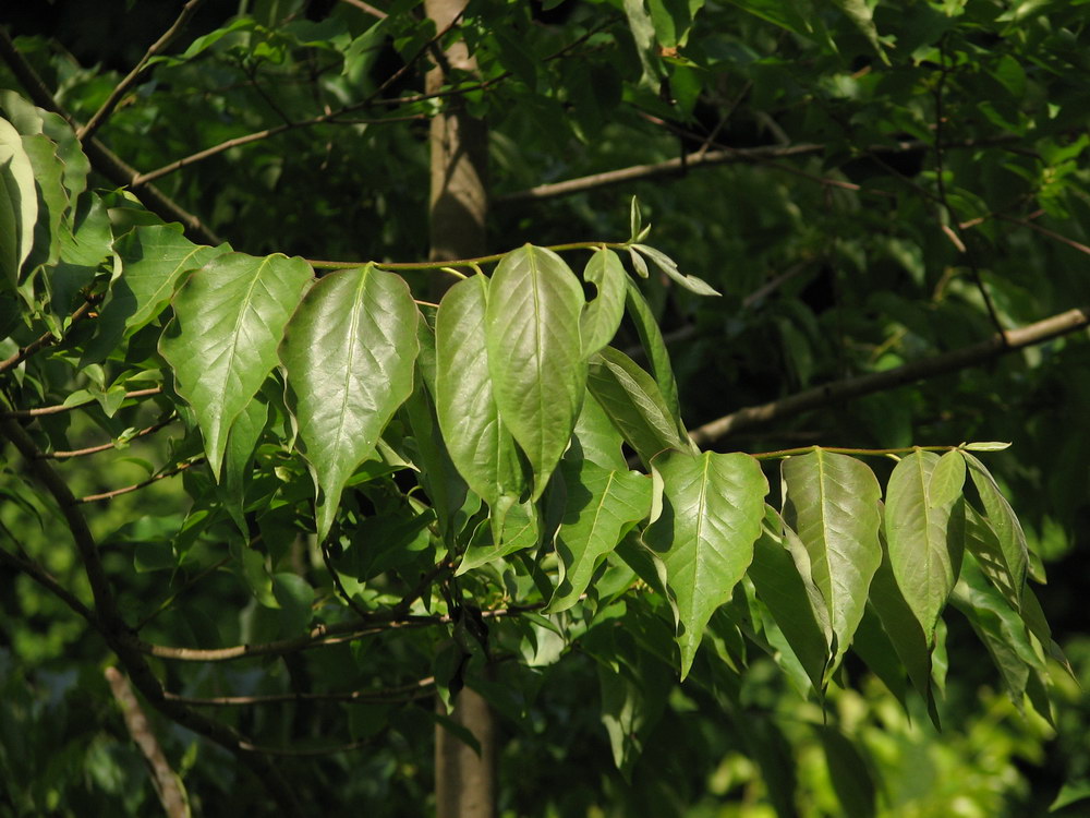 Image of Diospyros lotus specimen.