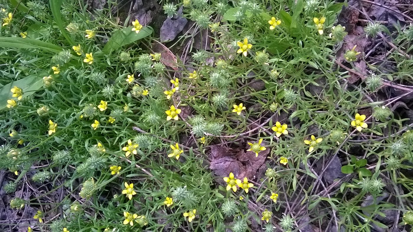 Изображение особи Ceratocephala orthoceras.