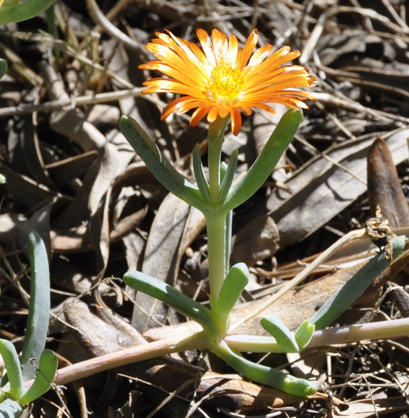 Image of familia Aizoaceae specimen.