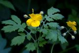 Chelidonium majus