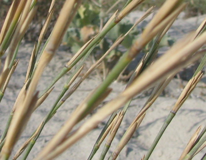 Image of Elytrigia bessarabica specimen.