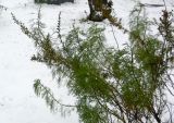 Artemisia abrotanum. Побеги отцветающего растения. Московская обл., г. Электрогорск, в палисаднике, в культуре. 30.10.2016.