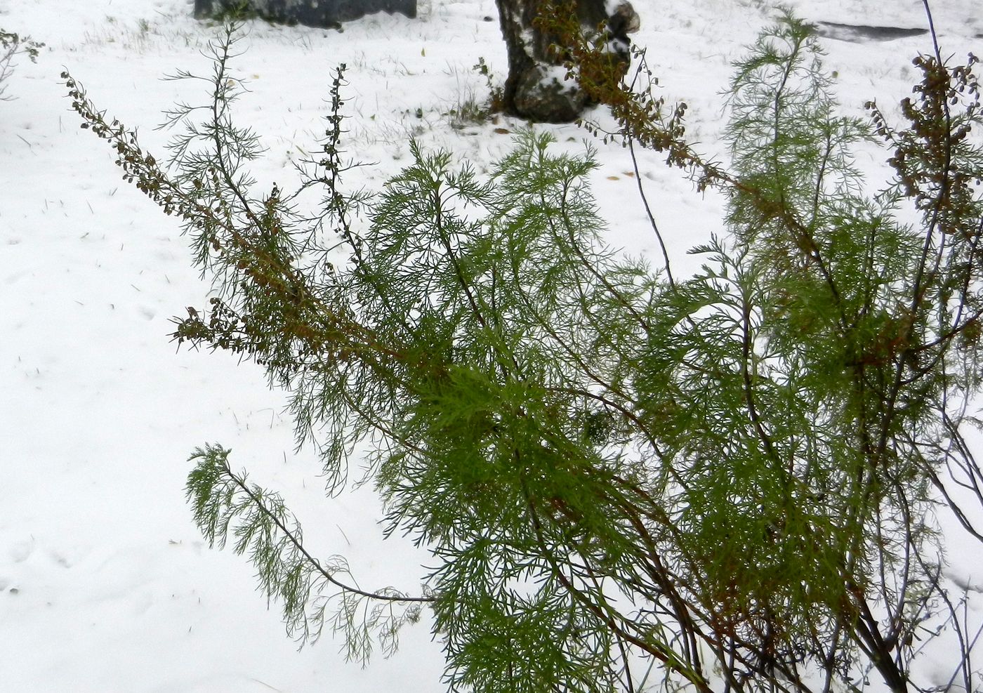 Изображение особи Artemisia abrotanum.