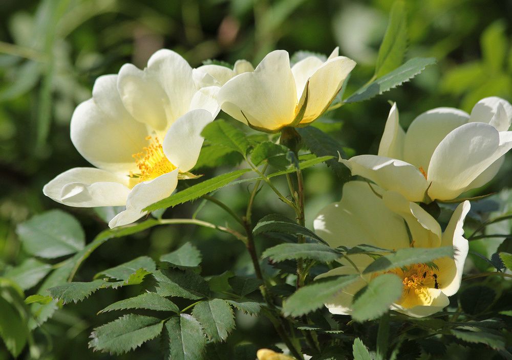 Image of genus Rosa specimen.