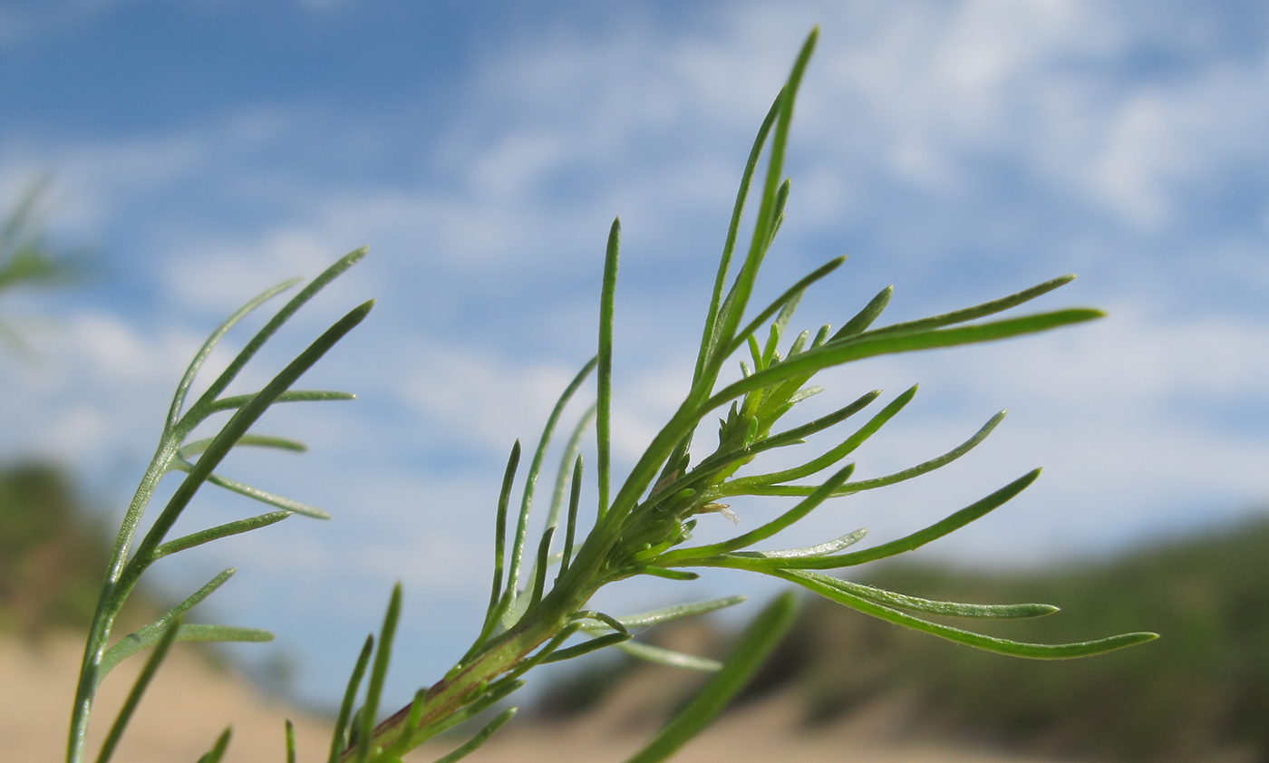 Изображение особи Artemisia arenaria.