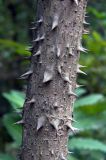 Aralia elata