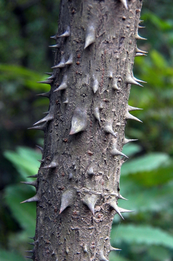 Image of Aralia elata specimen.