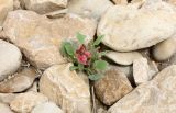 Rumex cyprius