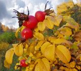 Rosa rugosa