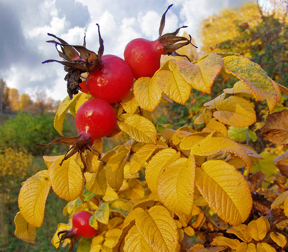 Изображение особи Rosa rugosa.