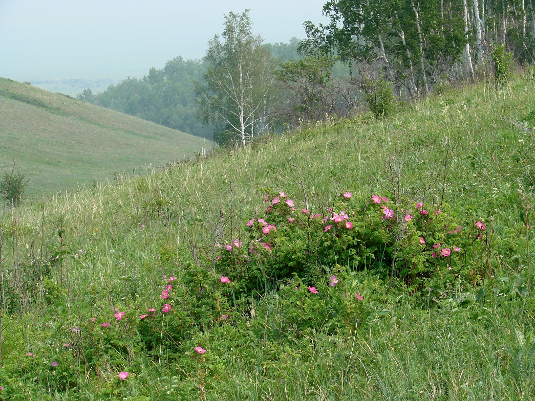 Изображение особи Rosa acicularis.