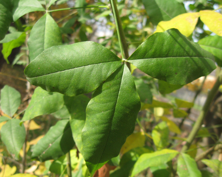 Изображение особи Laburnum anagyroides.