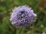 Globularia bisnagarica