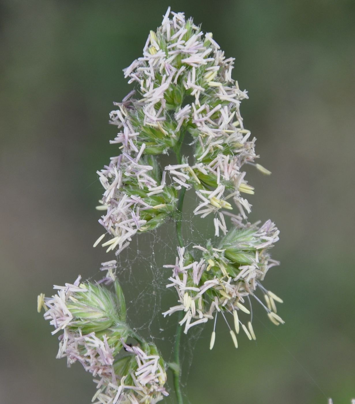 Изображение особи Dactylis glomerata.